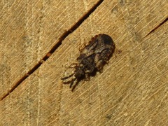Aradus depressus