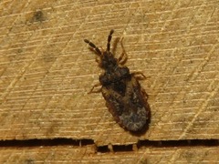 Aradus depressus