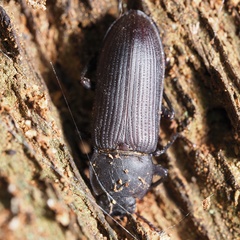 Tenebrio opacus
