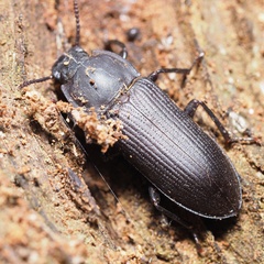 Tenebrio opacus