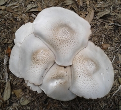 Basidiomycota