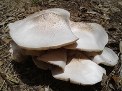 Basidiomycota