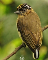 Picumnus granadensis