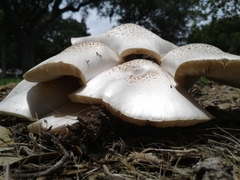 Basidiomycota