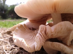 Basidiomycota