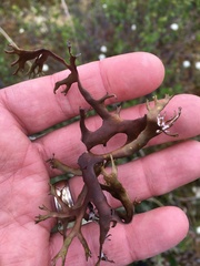 Masonhalea richardsonii