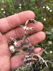 Masonhalea richardsonii