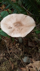 Pseudochitonia