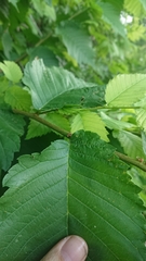Ulmus glabra