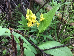 Astragalus umbellatus
