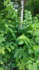 Ulmus glabra