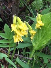Astragalus umbellatus