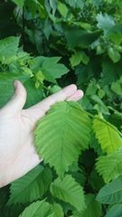 Ulmus glabra