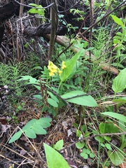 Astragalus umbellatus
