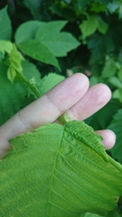 Ulmus glabra