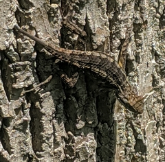 Sceloporus olivaceus