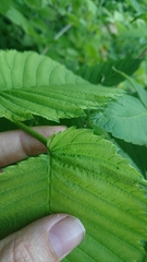 Ulmus glabra