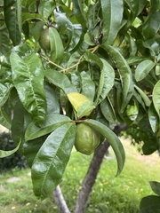 Prunus persica nucipersica