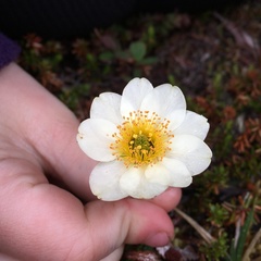 Dryas alaskensis