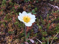 Dryas alaskensis