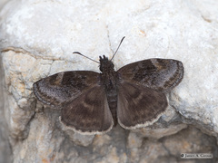 Gesta invisus