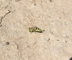 Glenostictia scitula