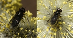 Melangyna quadrimaculata