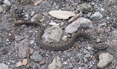 Crotalus pusillus