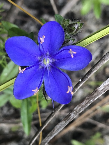 Hydroleaceae
