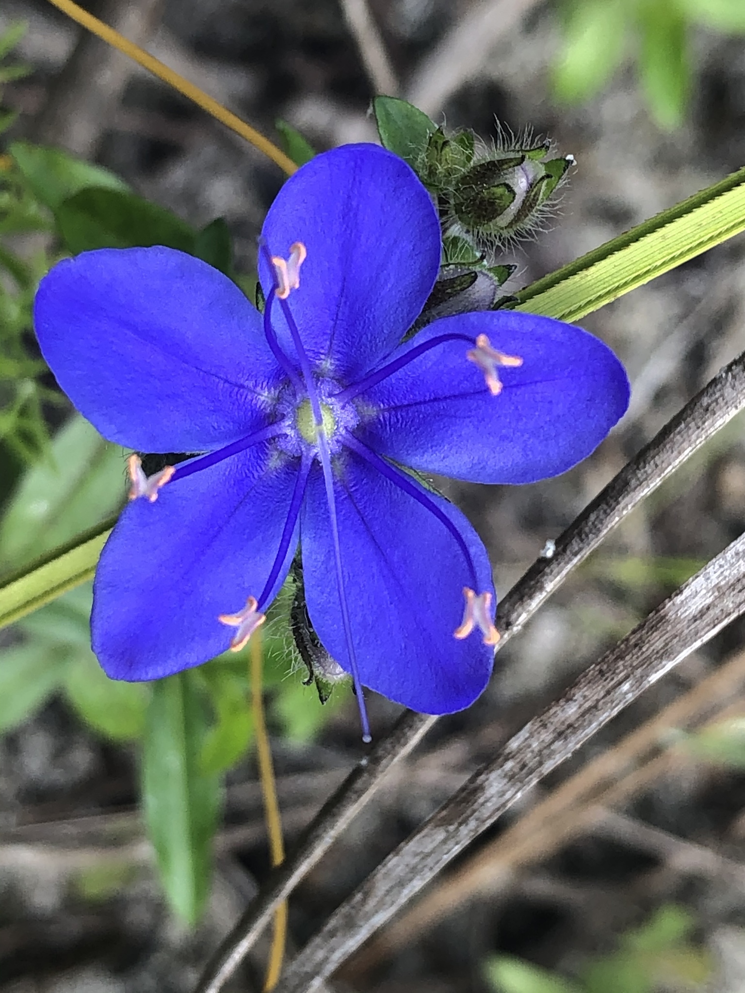 Hydroleaceae