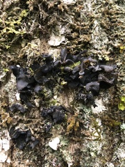 Collema subflaccidum