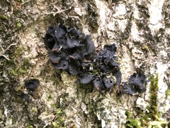 Collema subflaccidum
