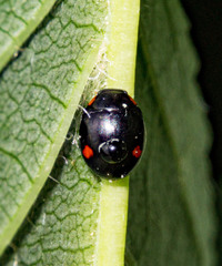 Hyperaspis campestris
