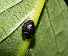 Hyperaspis campestris