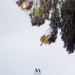 Pitangus sulphuratus