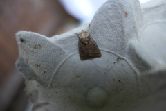 Hoplodrina octogenaria