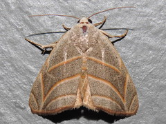 Bagisara laverna