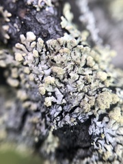 Parmeliopsis capitata