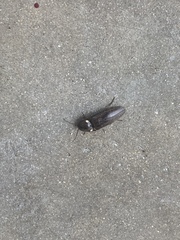 Deilelater physoderus