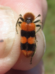 Trichodes bibalteatus