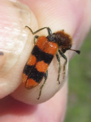 Trichodes bibalteatus