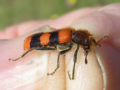 Trichodes bibalteatus