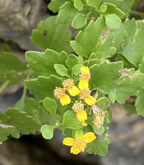 Perityle lindheimeri