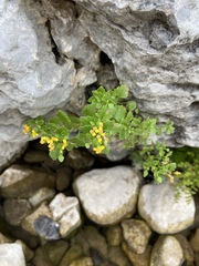 Perityle lindheimeri