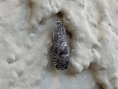 Ofatulena duodecemstriata