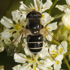 Eristalis obscura