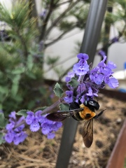 Xylocopa virginica