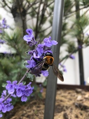 Xylocopa virginica