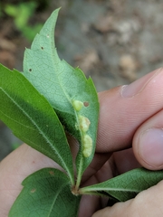 Dasineura parthenocissi