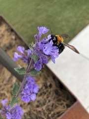 Xylocopa virginica